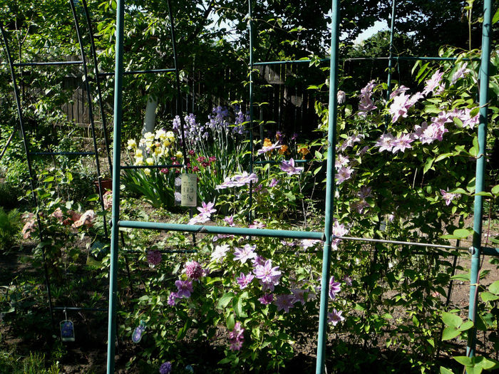 P1210238 - Gradina - vara 2013