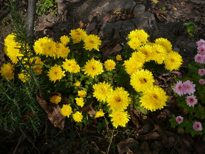 P1230819 - Gradina - toamna 2013