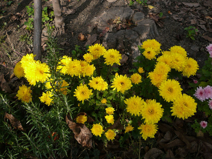 P1230829 - Gradina - toamna 2013