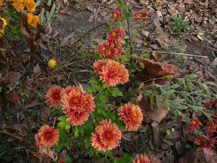 P1230831 - Gradina - toamna 2013