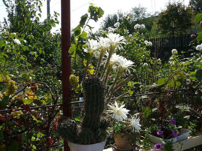 Cactus - Ghivecele pe langa casa - vara 2013