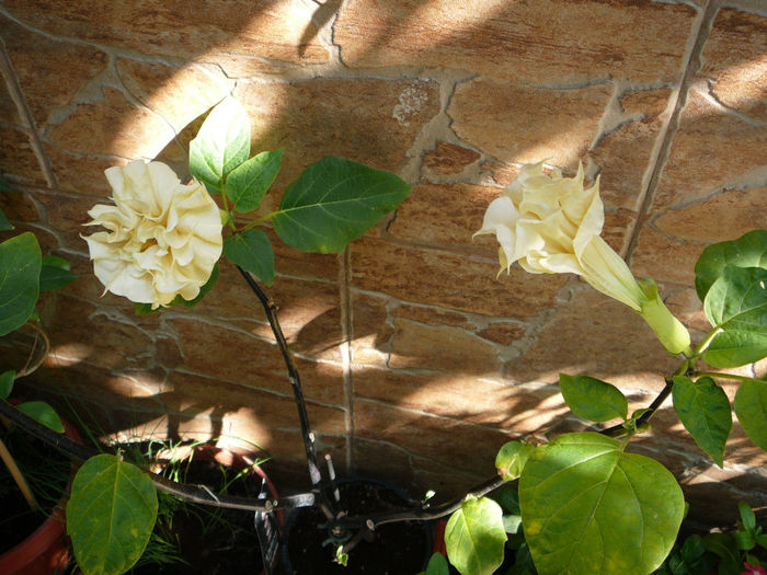 Datura double yellow - Ghivecele pe langa casa - vara 2013