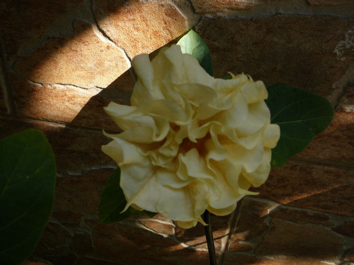 Datura