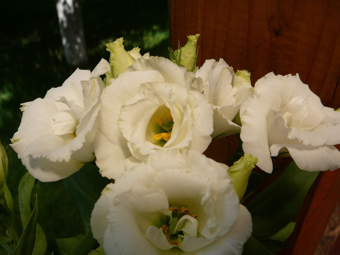 Lysianthus1