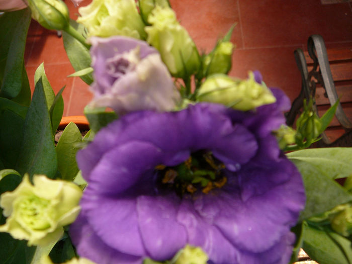 Lysianthus2