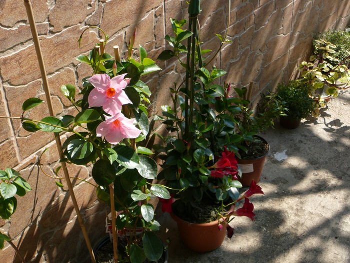 Mandevilla roz (Sundaville)