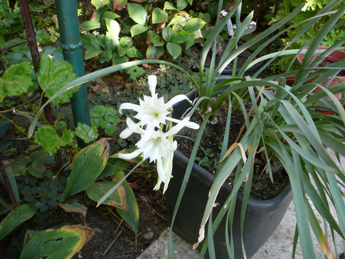 Pancratium maritimum - Sea Daffodil - Ghivecele pe langa casa - vara 2013