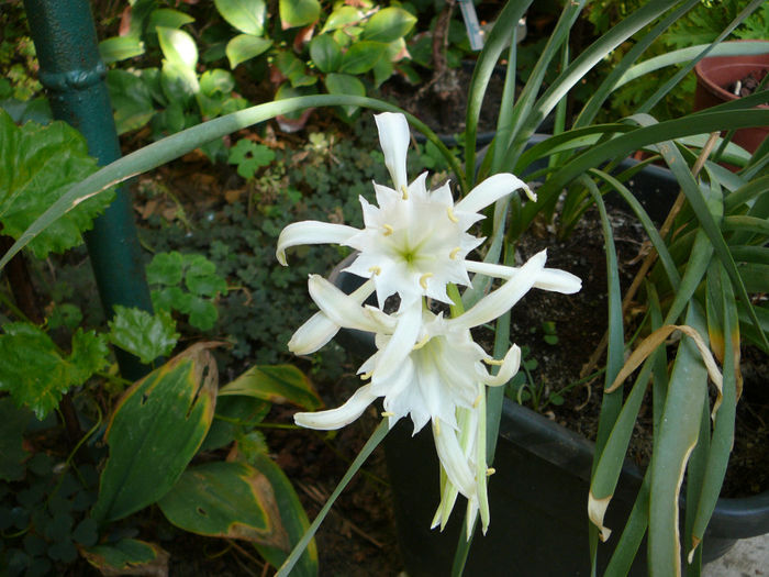 Pancratium maritimum - Sea Daffodil1 - Ghivecele pe langa casa - vara 2013