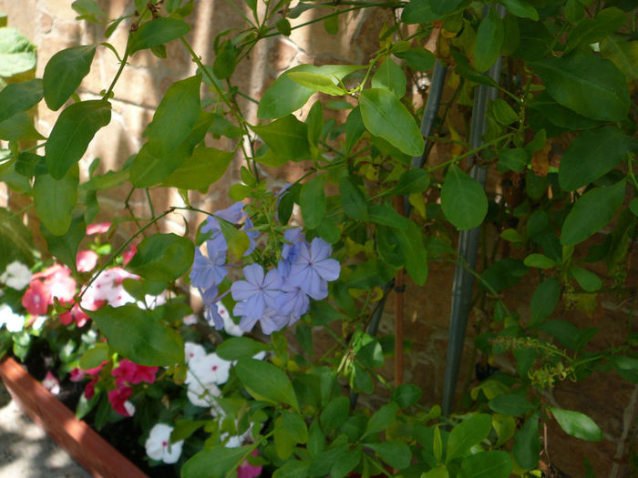 Plumbago si Vinca rosea - Ghivecele pe langa casa - vara 2013