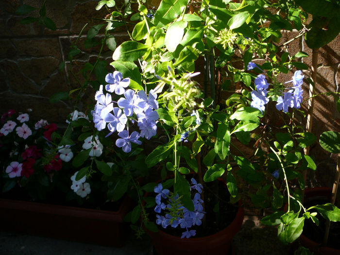 Plumbago