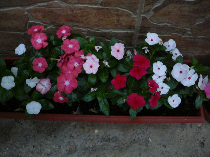Vinca rosea1