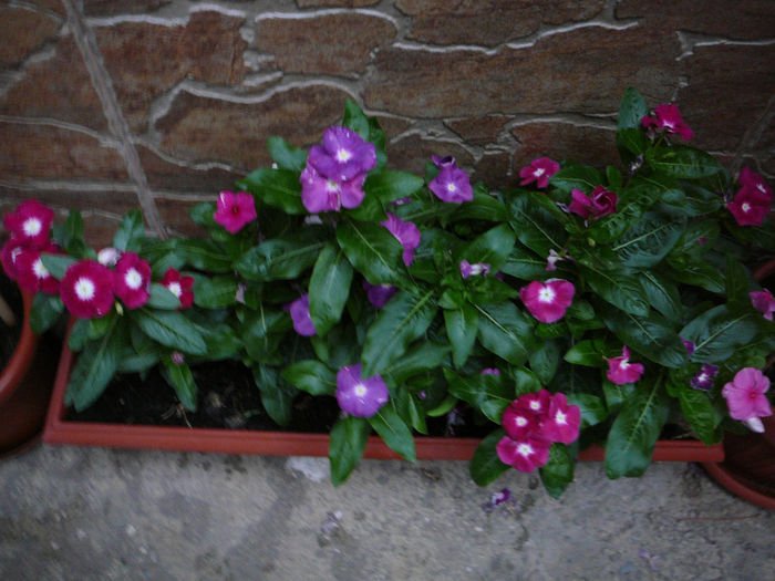 Vinca rosea2