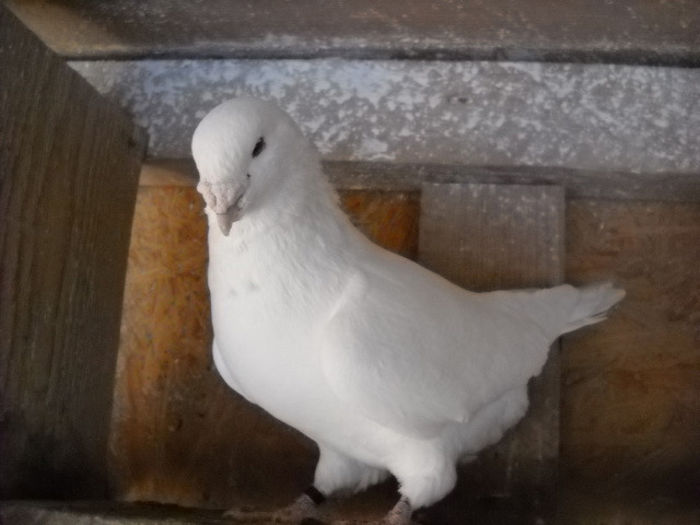 m 09 - PORUMBEI STANDARD DIN 2014 vanduti