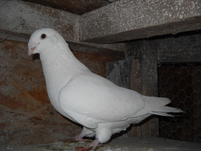 m 2012 - PORUMBEI STANDARD DIN 2014 vanduti