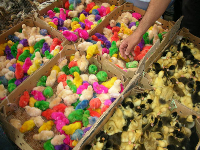 where_to_pick_up_coloured_chicks_in_esfahan