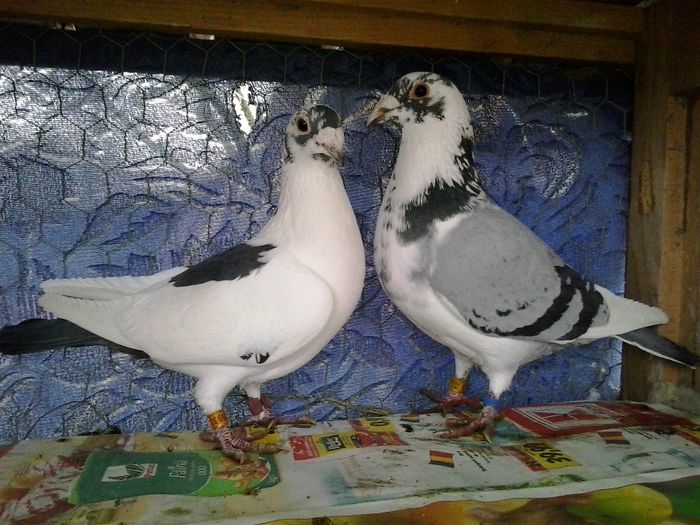 M 2013& F 2008 21 - 6 Matca 2014