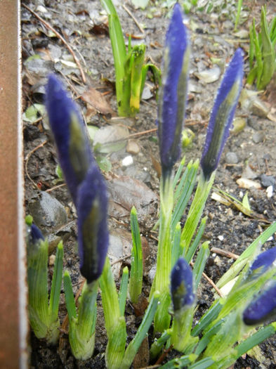 Iris reticulata Blue (2014, March 03)