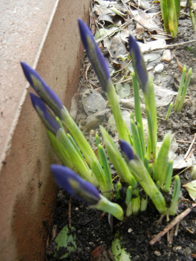 Iris reticulata Blue (2014, March 03) - Iris reticulata Blue