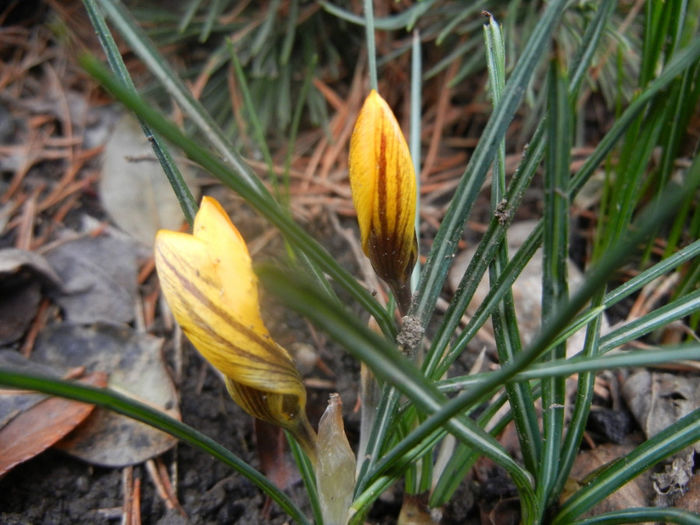 Crocus Gipsy Girl (2014, March 03)