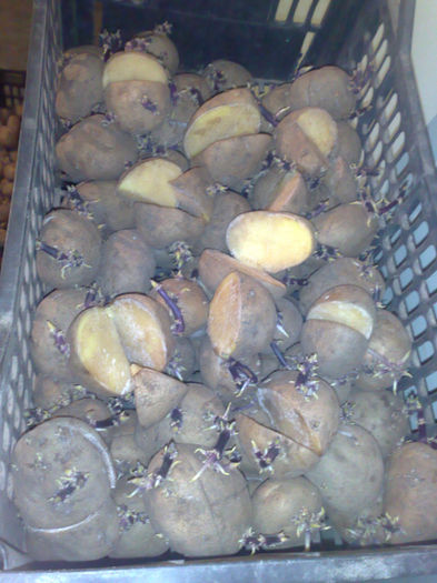cartofi sectionati pt plantare