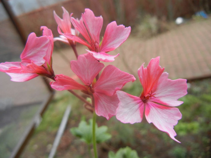 Pink Stellar Geranium (2014, March 03)