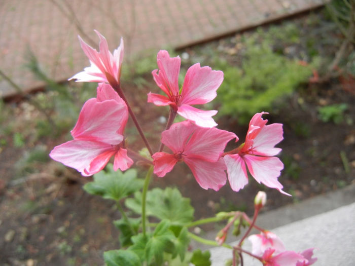 Pink Stellar Geranium (2014, March 03)