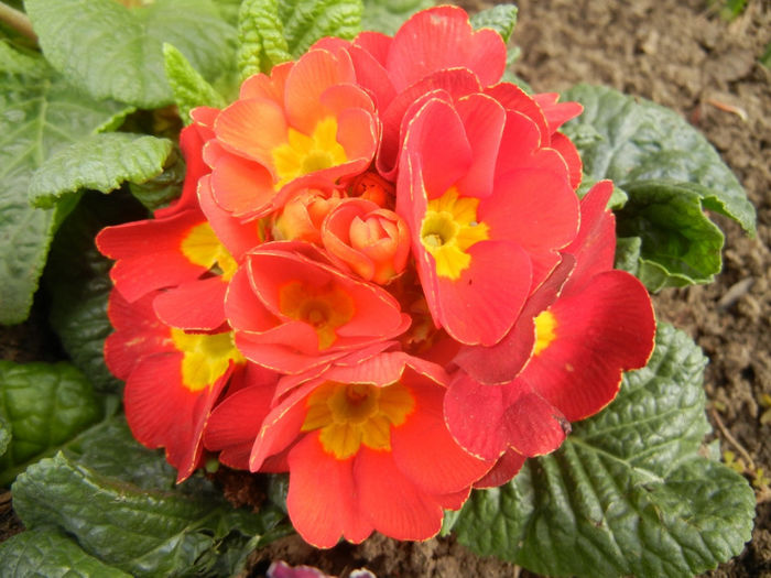 Red Primula (2014, February 20) - PRIMULA Acaulis