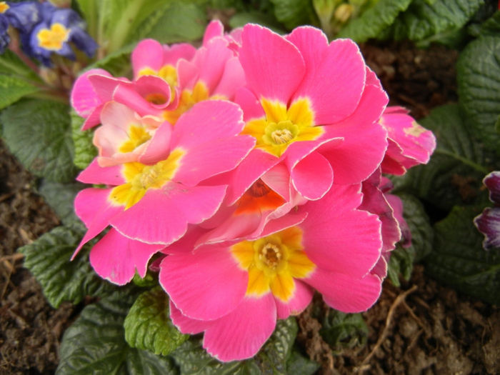 Pink Primula (2014, February 20) - PRIMULA Acaulis