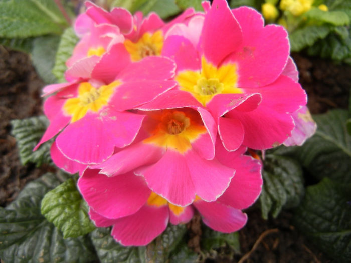Pink Primula (2014, February 28) - PRIMULA Acaulis