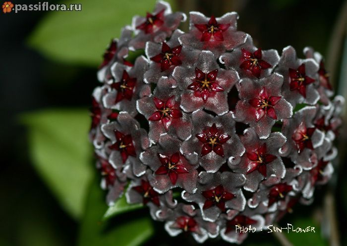 hoya_pubicalyx_royal_hawaiian_purple - HOYA