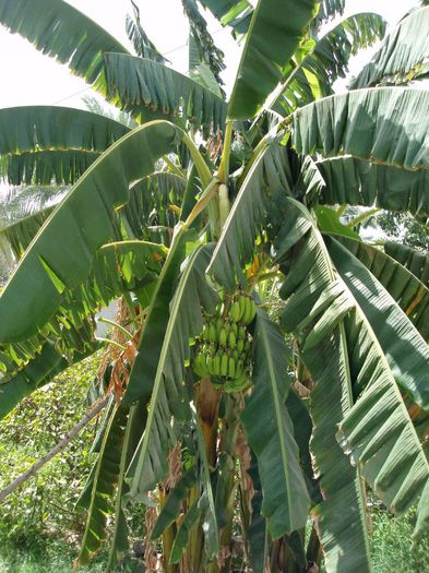 Palmierul de banane sau Bananier; (Musa SPP)original din sud-estul Asiei
