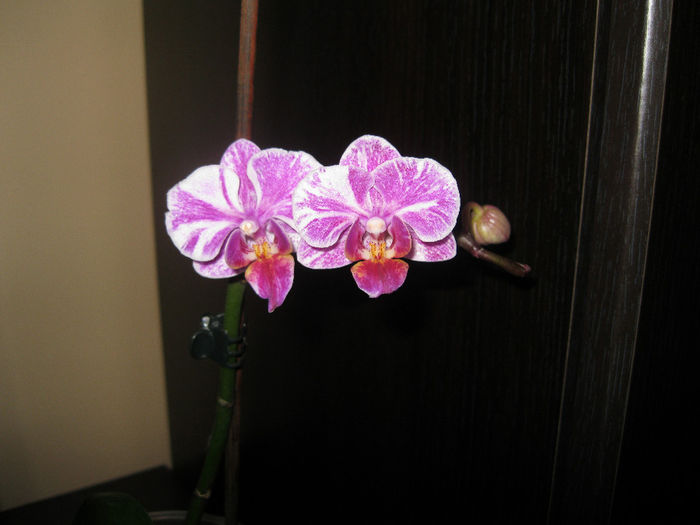 IMG_3849 - orhidee 2014