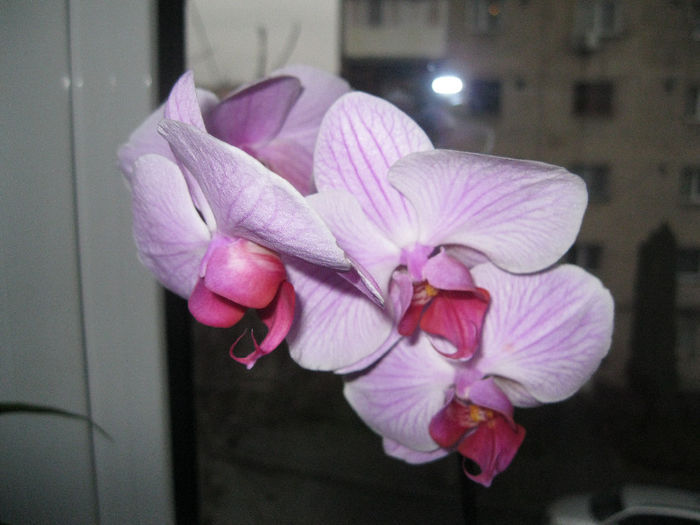 IMG_3931 - orhidee 2014