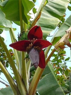Bananier-inflorescenta; (Mussa SPP)Sub fiecare sepala apare un grup de flori
