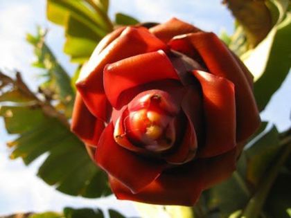 Bananier-virful inflorescentei; (Musa SPP)
