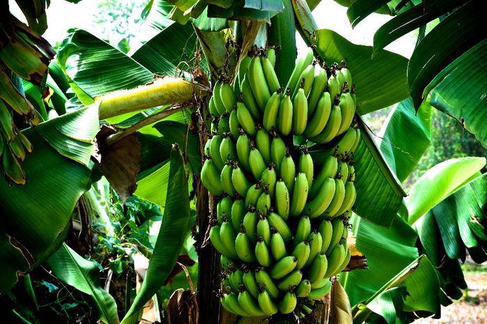 bananier-fructe; (Musa SPP)
