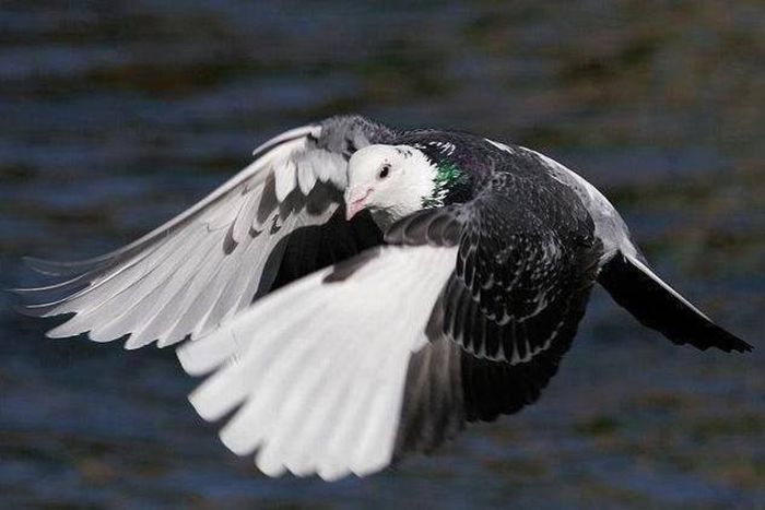 asemanator cu ro 2008 :)))