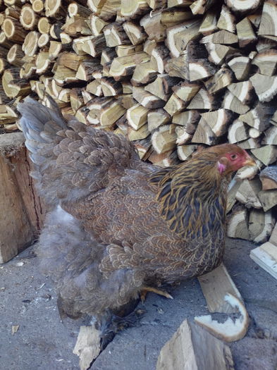 IMG_20140301_105030832