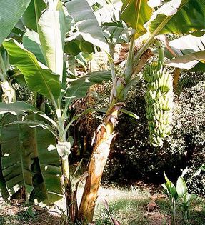 bananier-drajon; (Musa SPP)inmultirea nananierului:dupa polenizare,bananierul produce 1-2 lastari,care se taie soi se inradacineaza
