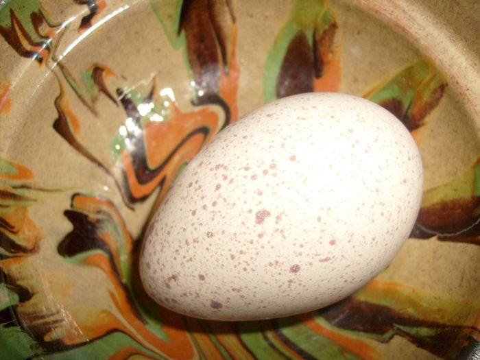 primul ou 2014 - D - CURCI