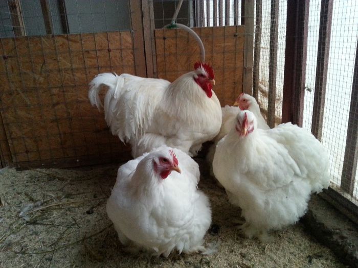 familia 2; gaini sarbu florin
