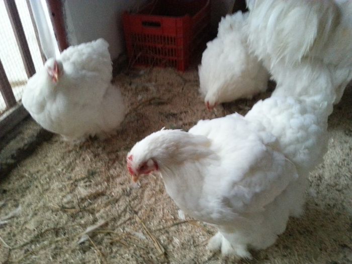 familia 2; gaini sarbu florin
