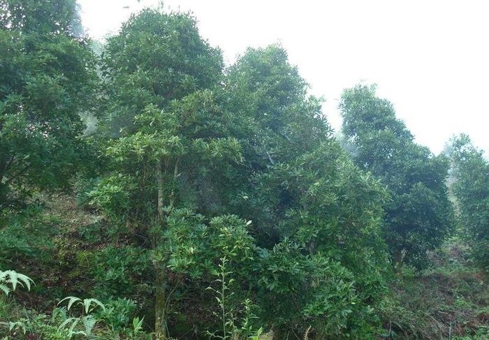 Anason stelat sau Stea chinezeasca - Arbori exotici - 2