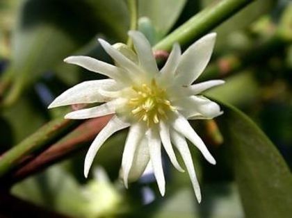 Anason stelat-floare; (Illicium verum)din familia magnoliei
