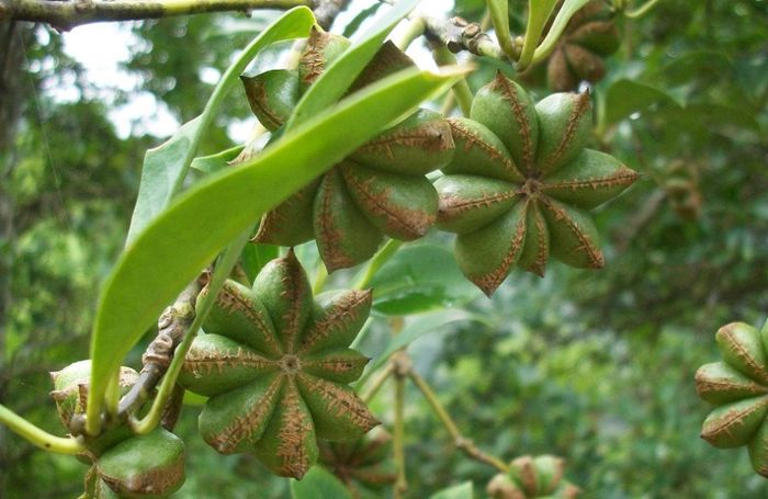 Anason stelat (Star anise)-fructe verzi; (Illicium verum)cules inainte de a se coace este si folosit in medicina
