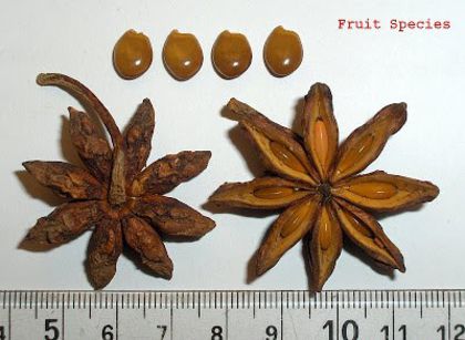 Anason stelat-fruct(verso,fata)si seminte; (Illicium verum)
