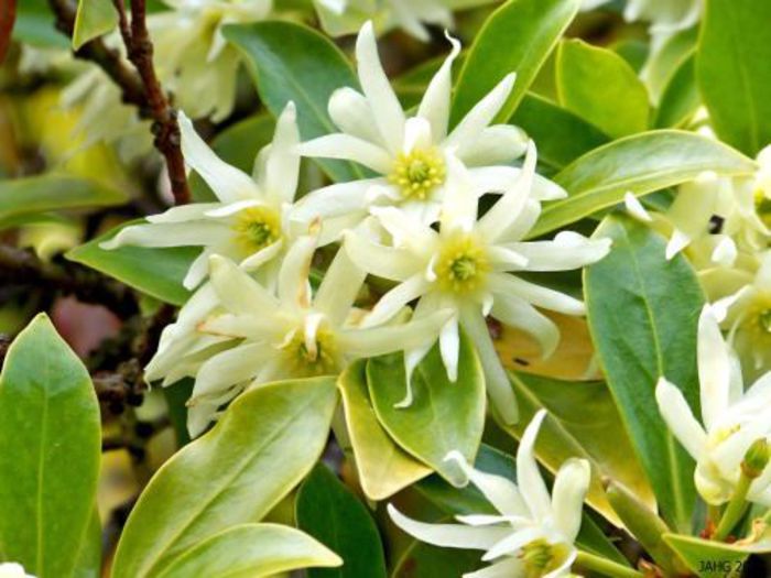 Anason stelat-flori; (Illicium verum)
