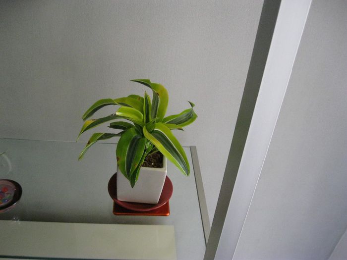 sanseveria