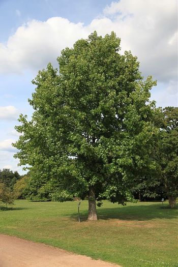 Arborele de guma sau de ambra; (Liquidambar styraciflua)original din S-E Americii
