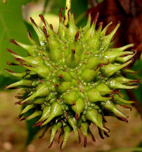 Arborele de guma -fruct verde; (Liquidambar styraciflua)

